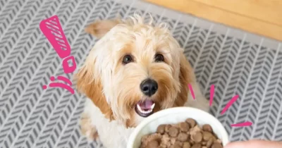 Dogs love to eat wet food