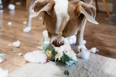 What leads Your Dogs To Damage The Toys