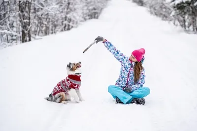 keep a dog active in the snow
