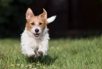 How To Keep A Dog Active During The Day