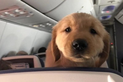 Disadvantages of Taking Dog On Plane