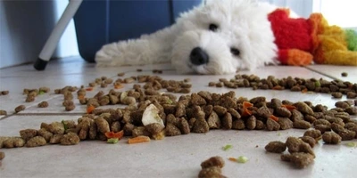 Dog laying next to food