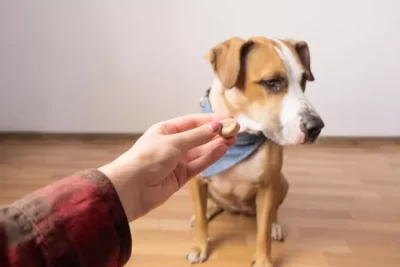 Tricks To Train A Dog Who Isn't Motivated