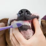 How To Brush A Dog’s Teeth
