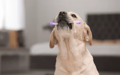 Start slow to get dogs used to tooth brushing
