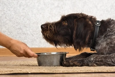 Feed your dog healthy food