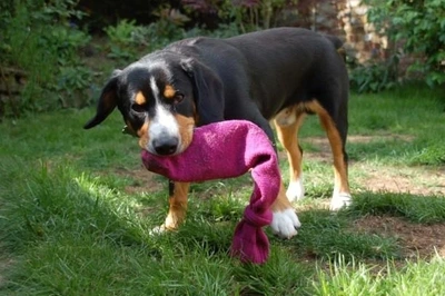 How To Make Dog Toys Out Of Socks