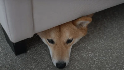 How To Stop Dog From Going Under Bed