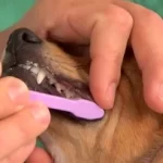 How Does Dog Toothpaste Work
