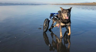 Dog in a wheelchair on the beach