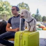 How To Travel With Your Dog Internationally