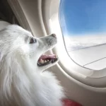 How Do Dogs Survive On A Plane