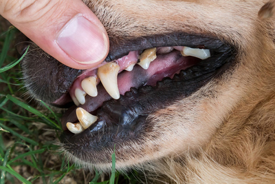 dog plaque caues gum disease
