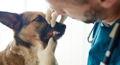 Dog getting teeth examined