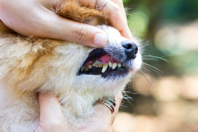A broken tooth is painful for your dog