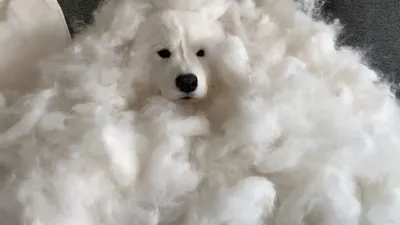 Dog with lots of hair