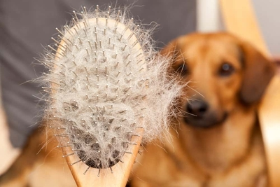 How To Remove Excess Hair From Dog The Easy Way