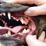 How To Remove Dog Dental Plaque 