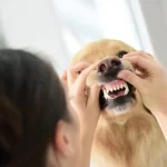 How Much Does A Dog Dental Exam Cost