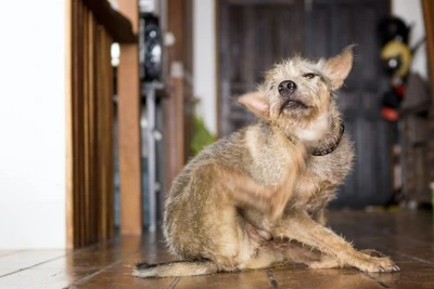 probiotics can help soothe a dog's skin