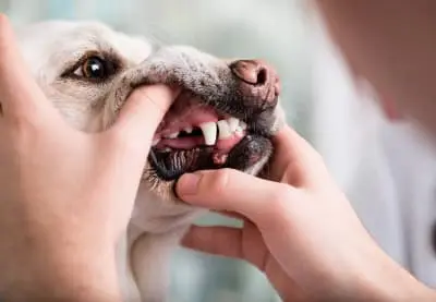 A dog with healthy teeth and gums