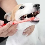How Often Do Dogs Need Their Teeth Brushed