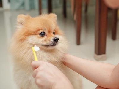 make baking soda toothpaste for your dog