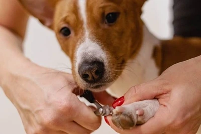 Dog nail clippers must be sharp to work well