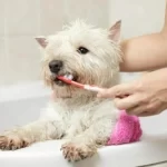 How To Make Dog Toothpaste At Home