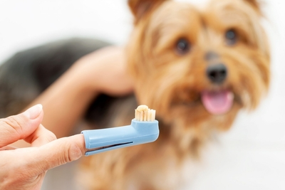 A finger brush for dog teeth
