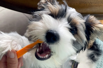 How To Prevent Dog Dental Disease
