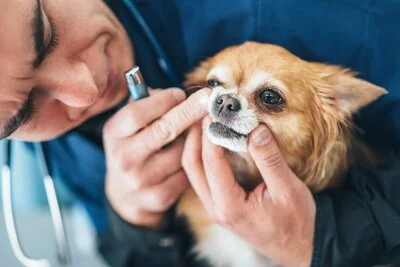 how much does a dog dental exam cost?