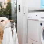 How To Clean Your Dryer Of Dog Hair