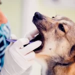 How To Prevent Dog Dental Disease