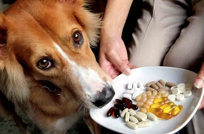 dogs need balanced nutrition for health