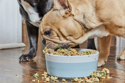 How To Stop Overfeeding Your Dog