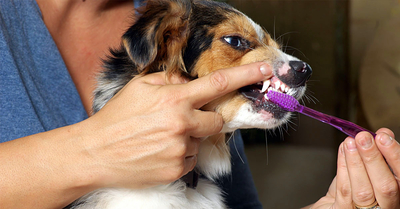 How Long Does A Dog Dental Cleaning Take