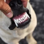How Long Does A Dog Dental Cleaning Take