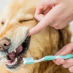 How Does Dog Dental Cleaning Work