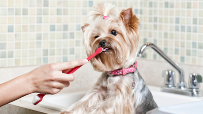 Some dogs love to have teeth brushed