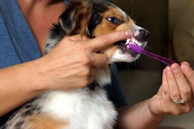 It can be hard to keep the dog's mouth open for brushing.