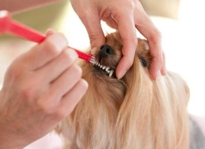 How To Keep Dog's Teeth Healthy Naturally