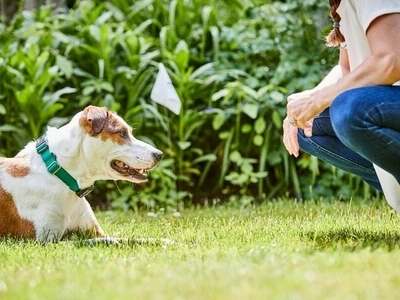 dog being trained to a fence