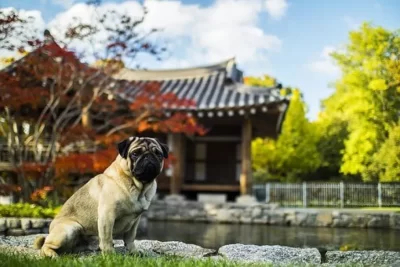 Dog protected by a wireless fence