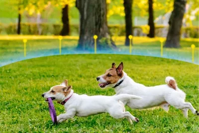 Jack Russell Terriers playing inside an invisible fence