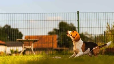 Do Invisible Fences Work for Beagles
