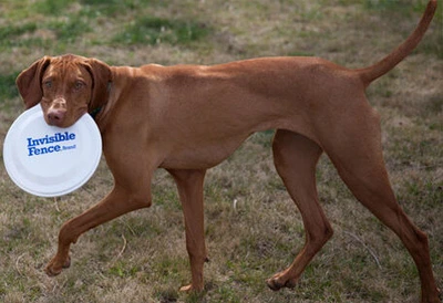 Dog with an Invisible Fence frisbee