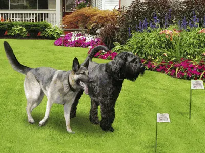 2 dogs inside a wireless fence