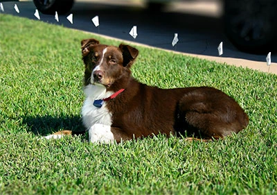 dog wearing a petsafe collar