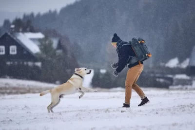 dog training can be a fun time